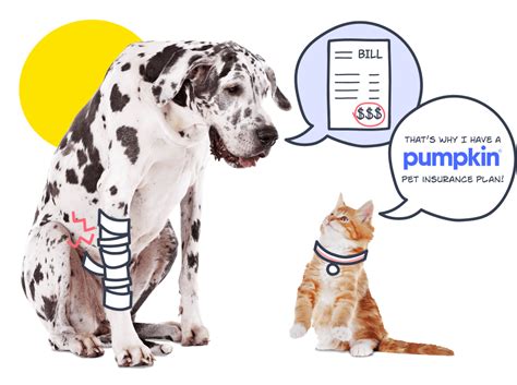 alex d pumpkin|Pet Insurance, A Tech Entrepreneur, & Emerging Pet。